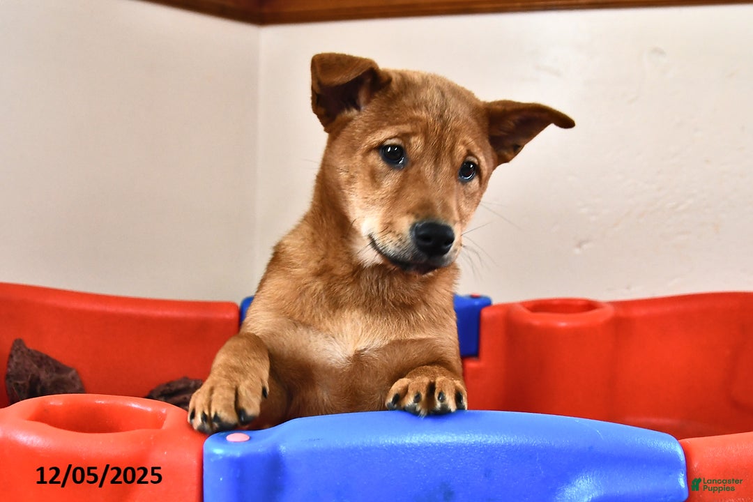 Mixed Breed dogs for sale: Tootsie - Ad 5