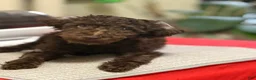 Mixed Breed dogs for sale: Mixed Breed 1 - Ad 1