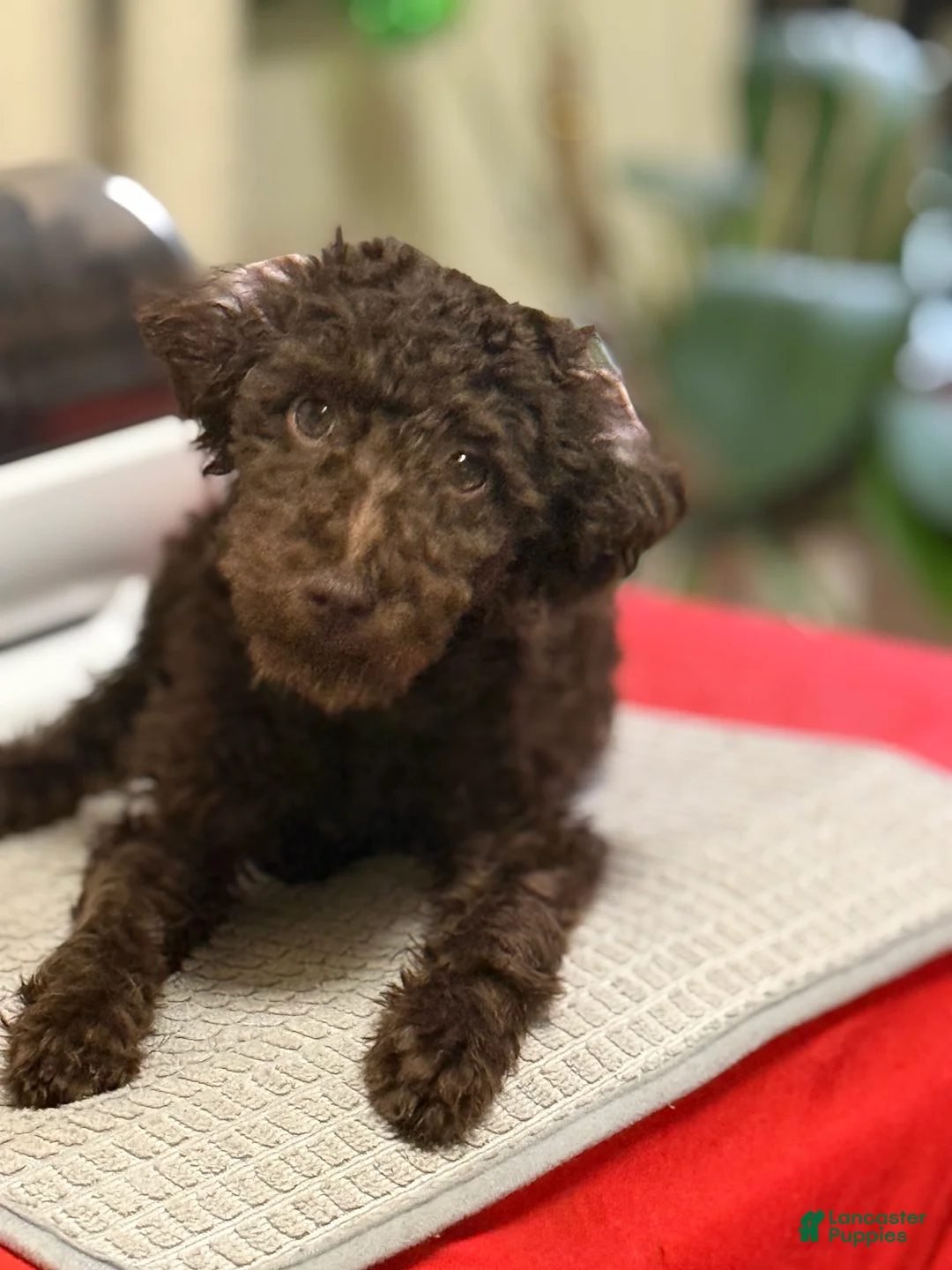 Mixed Breed dogs for sale: Mixed Breed 1 - Ad 1
