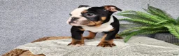English Bulldog dogs for sale: Easton - Ad 10