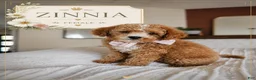 Cavapoo dogs for sale: 🌼 ZINNIA F1B Cavapoo Female — $1295 - Ad 1
