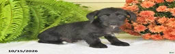 Mixed Breed dogs for sale: Midnight - Ad 1