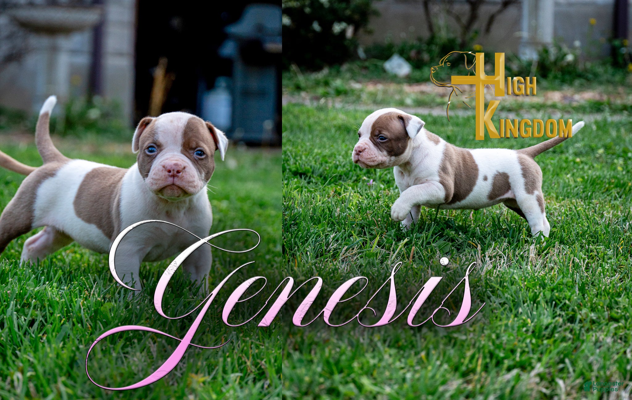 American Bulldog dogs Genesis  - Ad 1