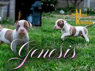 American Bulldog dogs for sale: Genesis - Ad 3