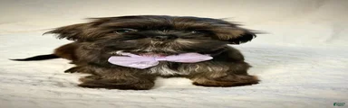"Little Girl" Shih Tzu Puppy 2