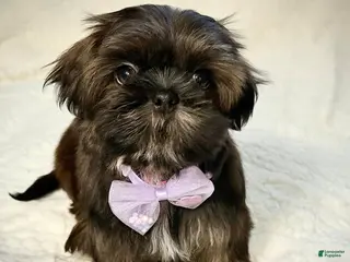 Shih Tzu dogs for sale: "Little Girl" Shih Tzu Puppy 2 - Ad 3