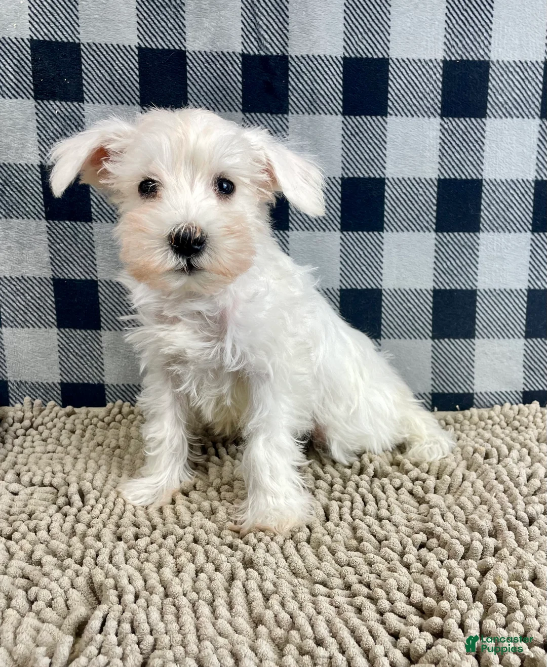 Miniature Schnauzer dogs for sale: Soloman - Ad 3