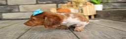 Miniature Dachshund dogs for sale: OLIVER - Ad 5