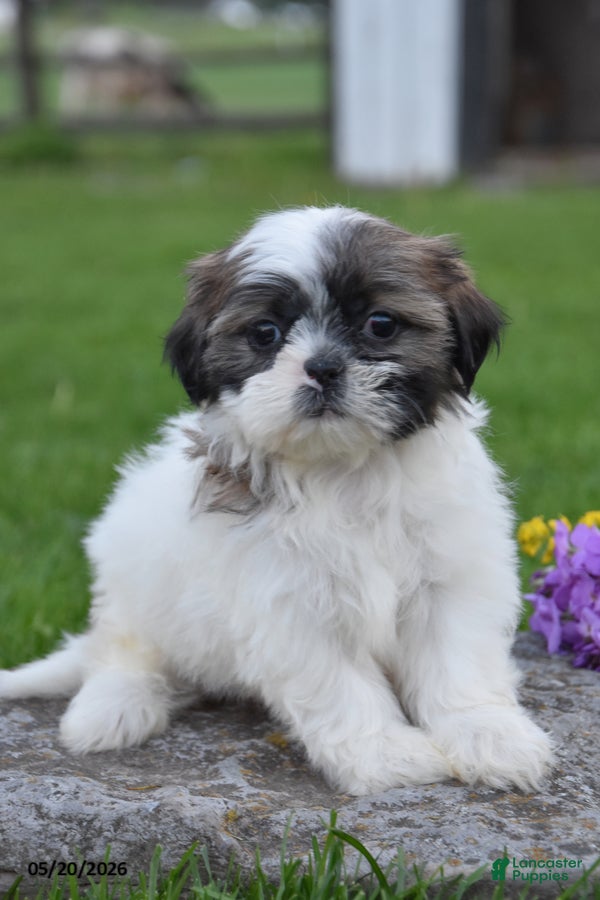 Shih Tzu dogs Gloria - Ad 1