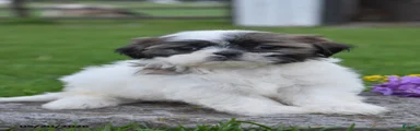 Gloria