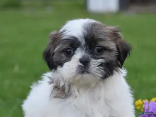 Shih Tzu dogs for sale: Gloria - Ad 1