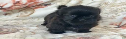 Shih Tzu dogs for sale: Midnight - Ad 1