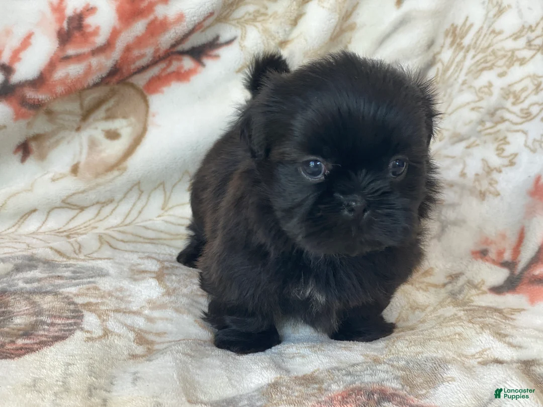 Shih Tzu dogs for sale: Midnight - Ad 1