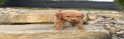 Mini Goldendoodle dogs for sale: Mini Goldendoodle (Archie) - Ad 6