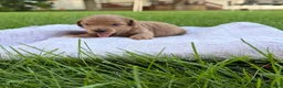 Mini Goldendoodle dogs for sale: Jazz Mini Goldendoodle  - Ad 2