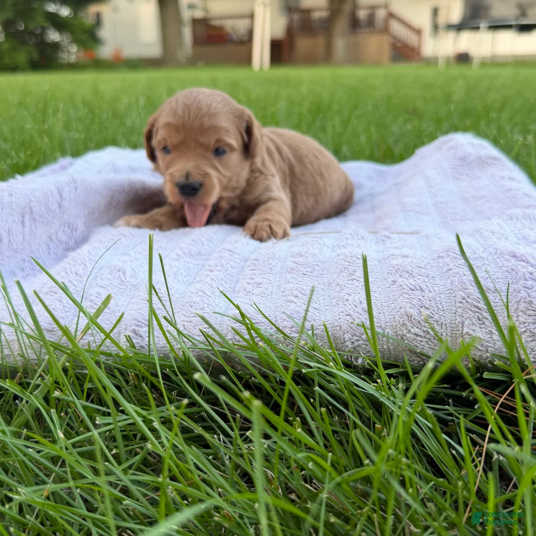 Mini Goldendoodle dogs for sale: Jazz Mini Goldendoodle  - Ad 2