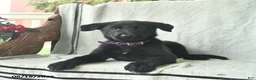German Shepherd dogs for sale: Ginger  - Ad 5