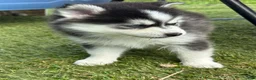 Pomsky dogs for sale: Nova Mini Pomsky - Ad 2