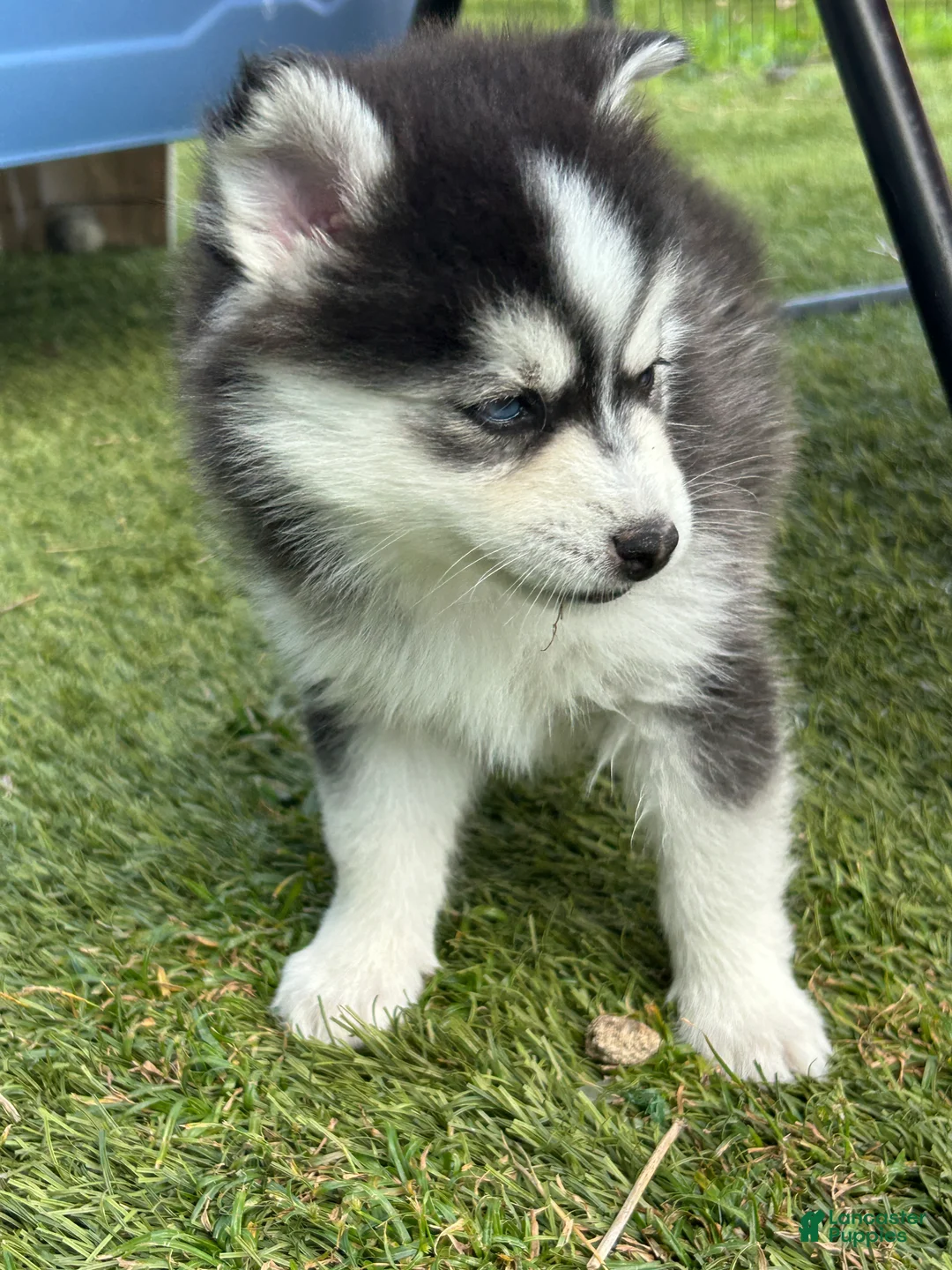Pomsky dogs for sale: Nova Mini Pomsky - Ad 2