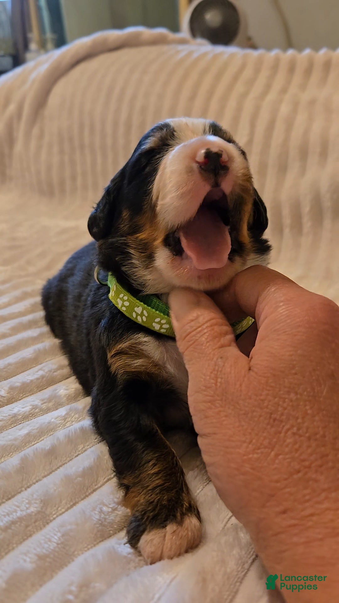 Bernese Mountain Dog dogs Bernese Mountain Dog 4 - Ad 10