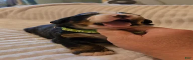 Bernese Mountain Dog 4