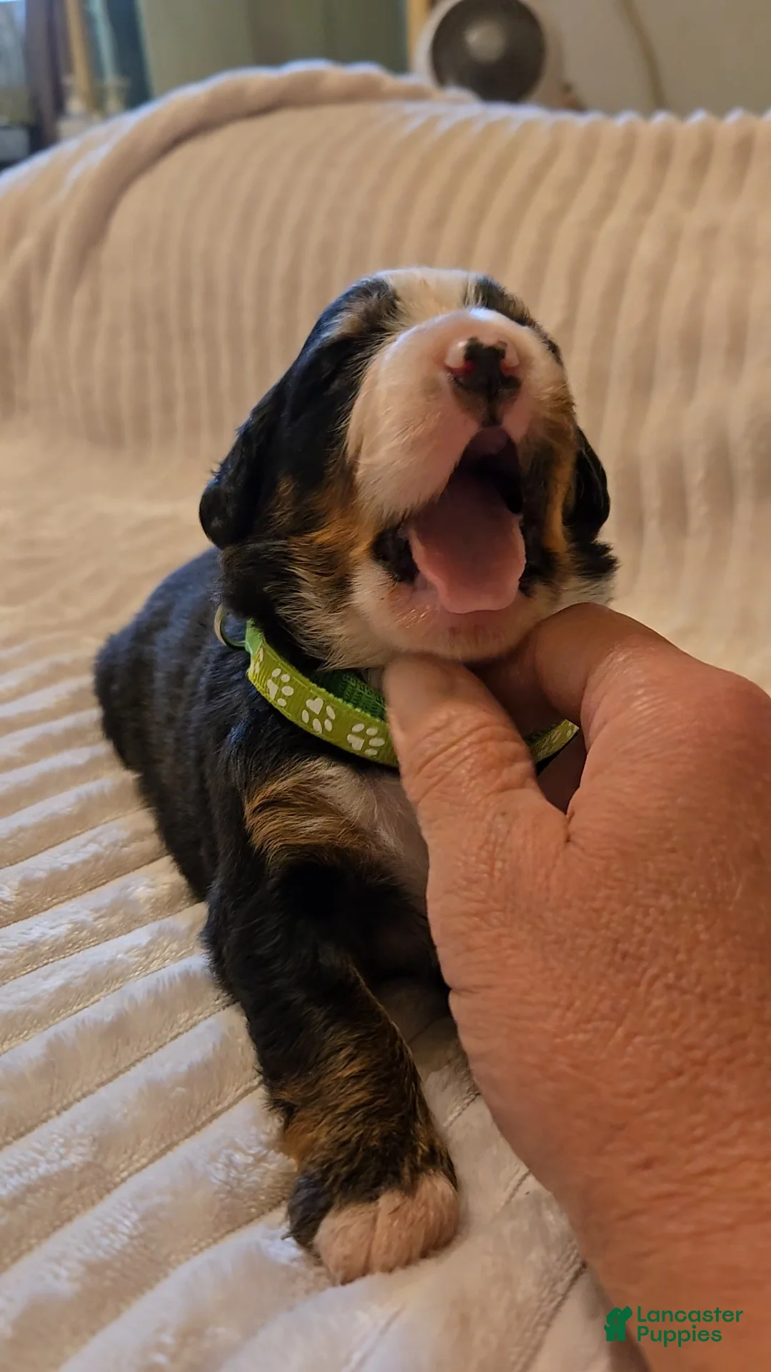 Bernese Mountain Dog dogs for sale: Bernese Mountain Dog 4 - Ad 1