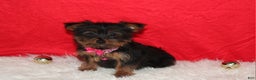 Yorkshire Terrier dogs for sale: Debbie - Ad 3