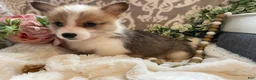 Welsh Corgi Pembroke dogs for sale: Sage - Ad 11