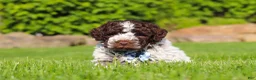 Lagotto Romagnolo dogs for sale: Riley - Ad 3