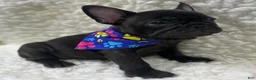 Mixed Breed dogs for sale: Boone - Ad 4