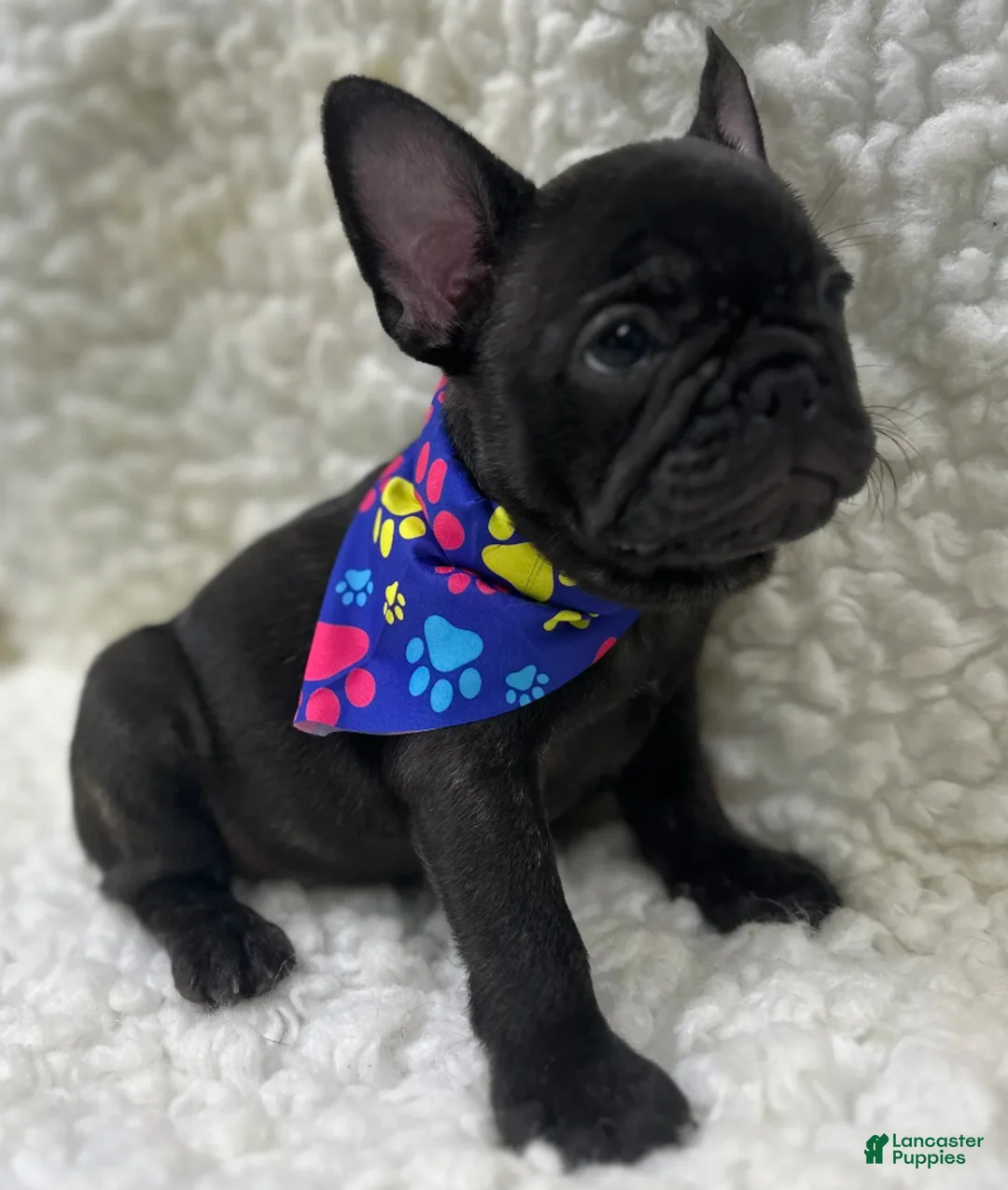 Mixed Breed dogs for sale: Boone - Ad 4