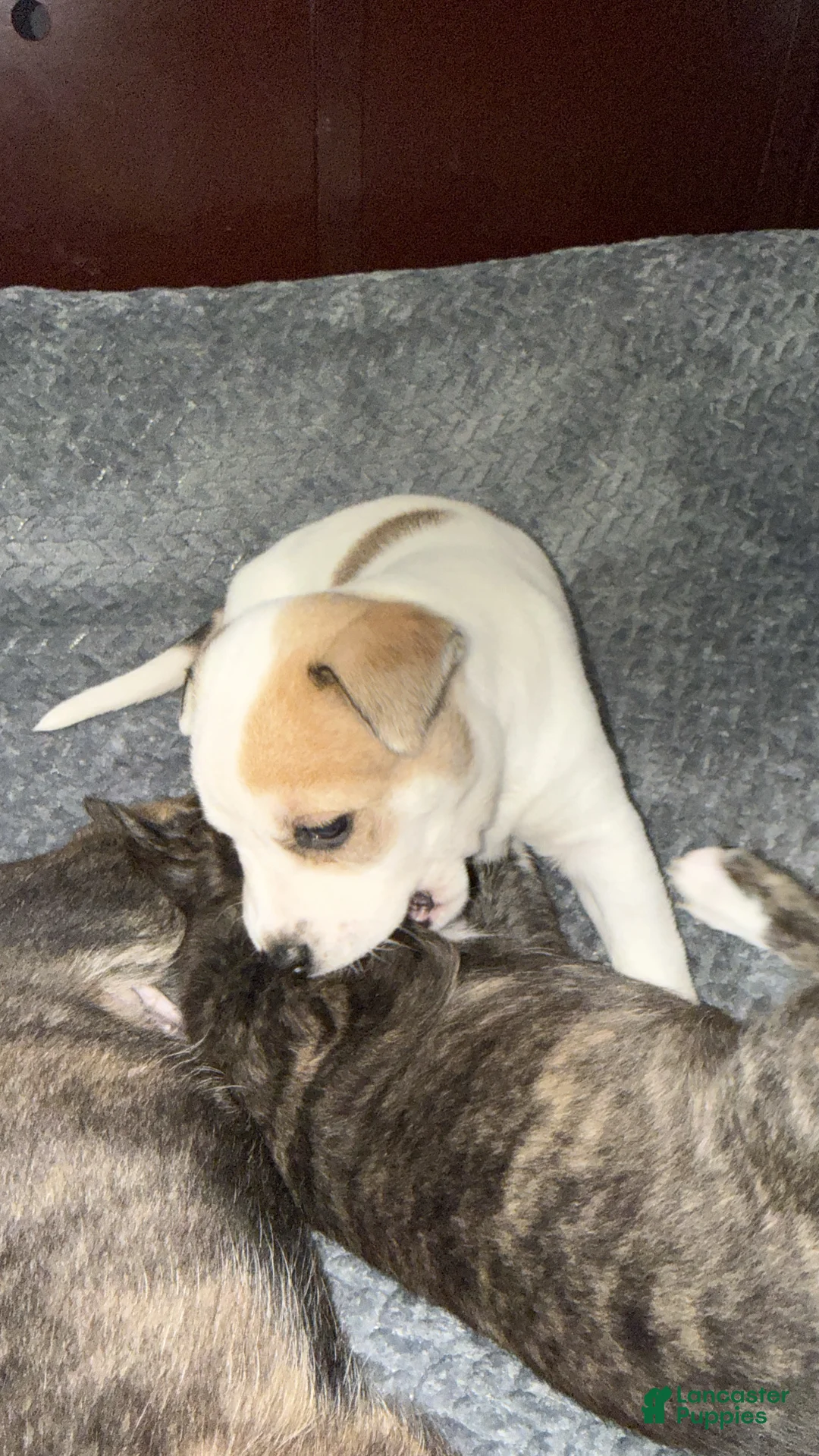 Mixed Breed dogs for sale: Mixed Breed Puppy 3 - Ad 2