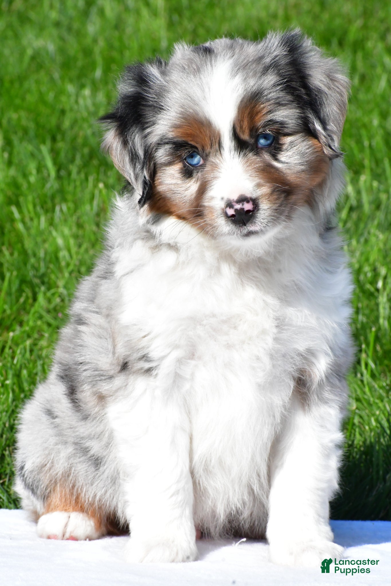Miniature Australian Shepherd dogs Tyler - Ad 2
