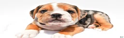 Beabull dogs for sale: Romeo - Ad 4