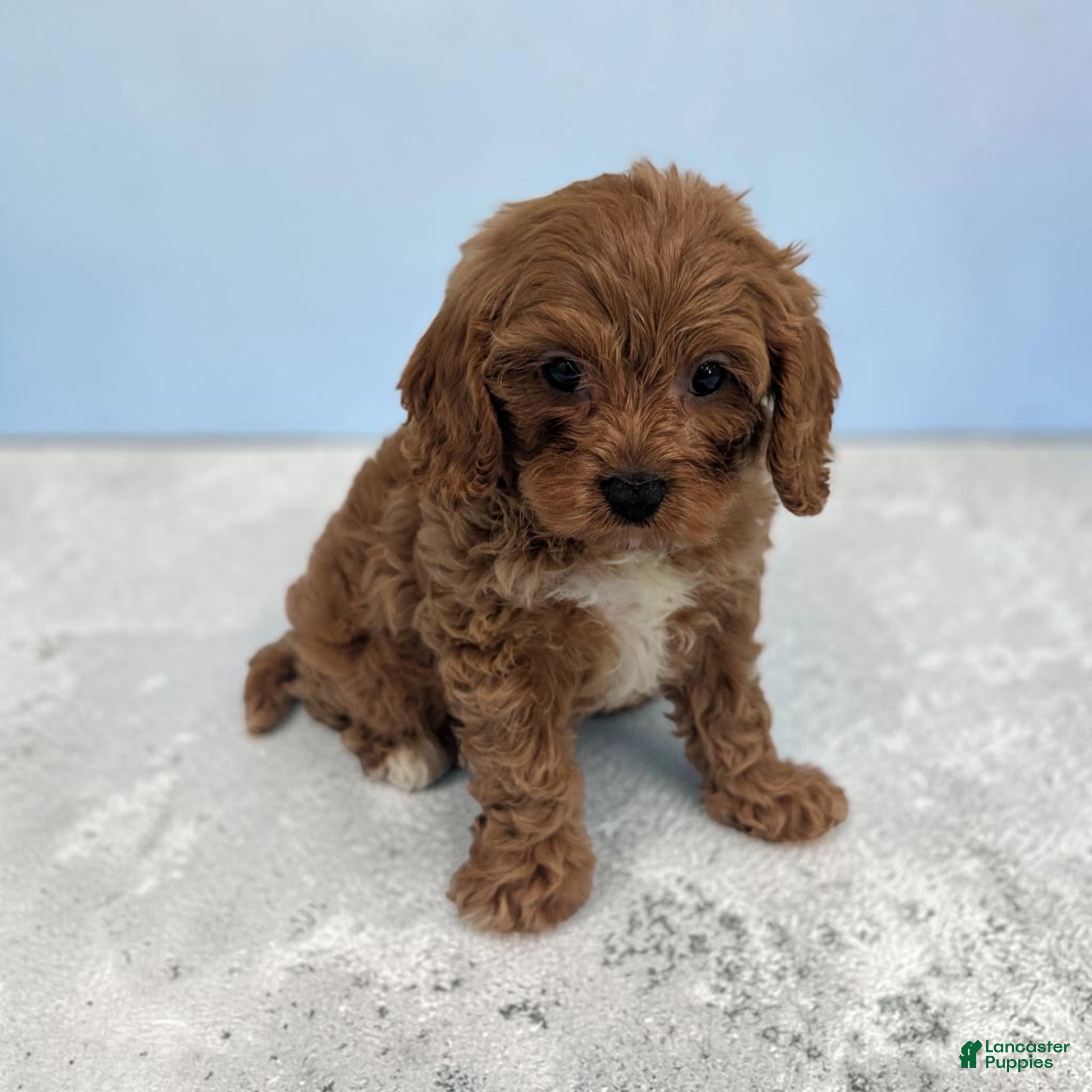 Cavapoo dogs for sale: Arnold - Ad 3