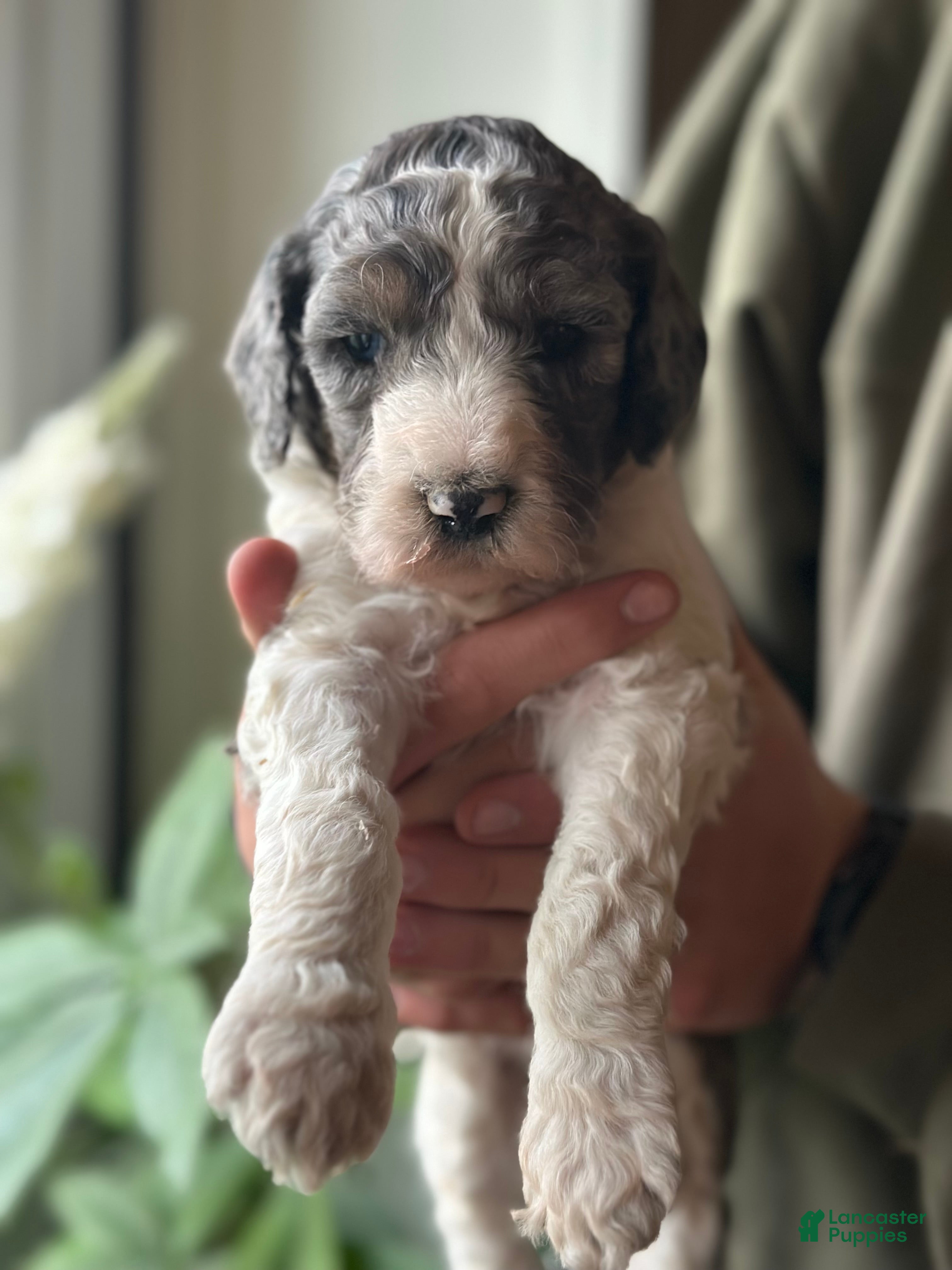 Standard Poodle dogs Standard Poodle Puppy 4 - Ad 1