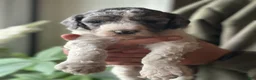 Standard Poodle dogs for sale: Piper, Standard Poodle Puppy 4 - Ad 2