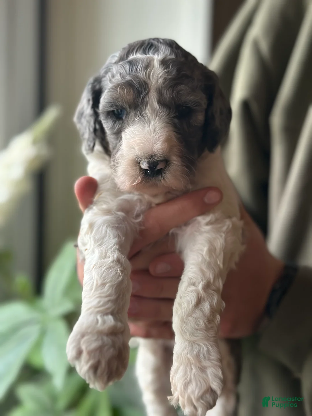 Standard Poodle dogs for sale: Piper, Standard Poodle Puppy 4 - Ad 2