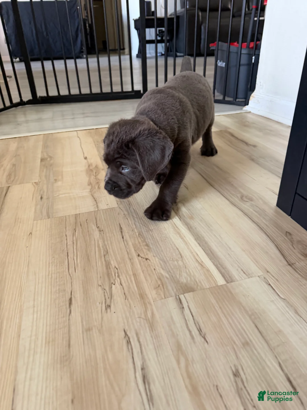 Cane Corso dogs for sale: Havik - Ad 1