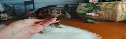 Miniature Dachshund dogs for sale: Suzies Chocolate boy. Hand Delivery  - Ad 4