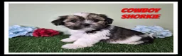 Shorkie dogs for sale: Cowboy - Ad 1