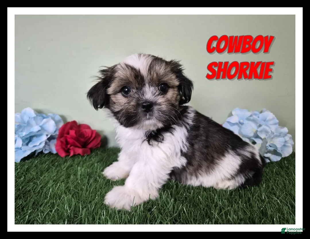 Shorkie dogs for sale: Cowboy - Ad 1