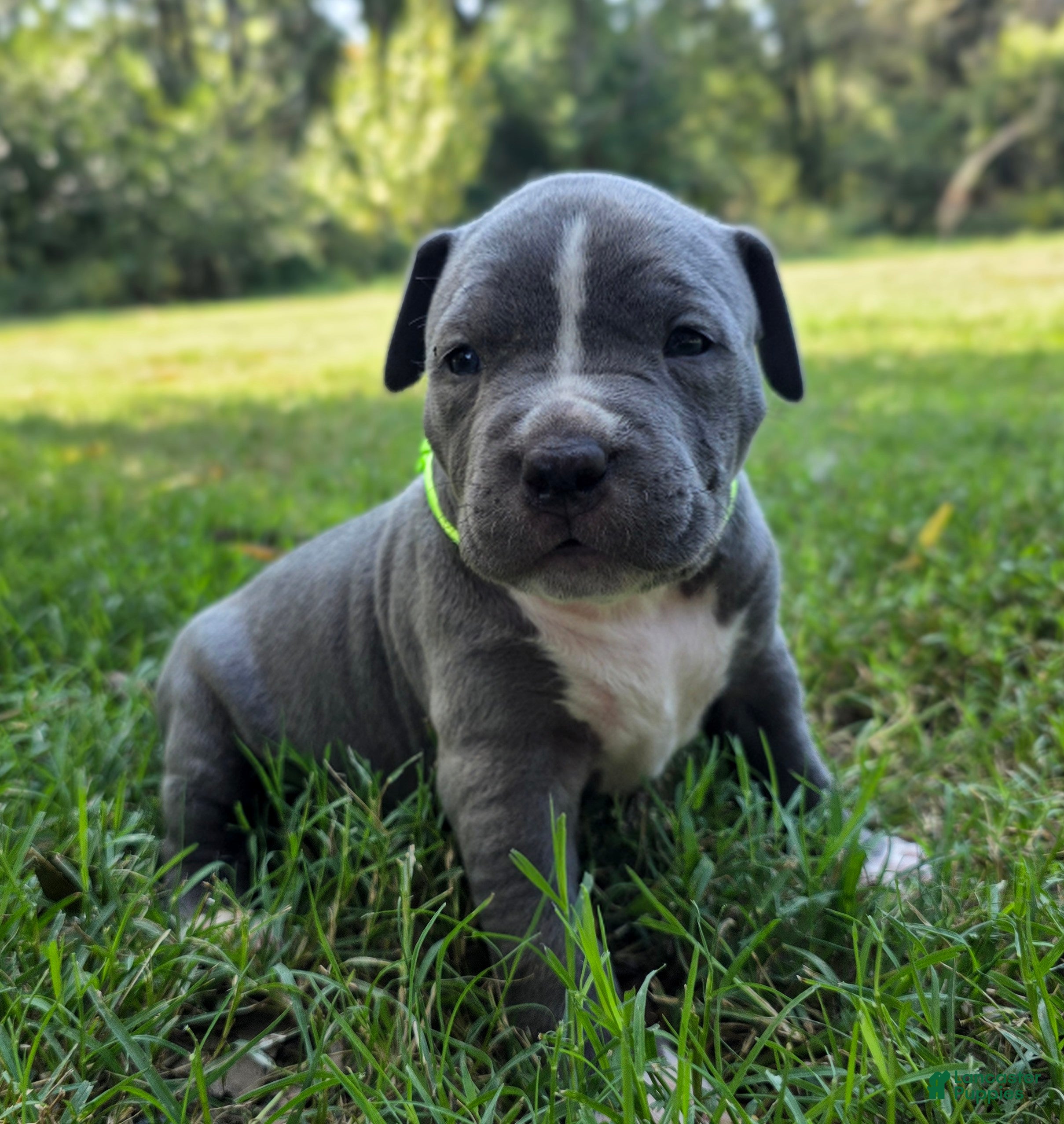 American Bully dogs for sale: American Bully 4 - Ad 2