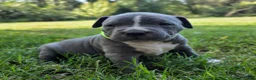 American Bully dogs for sale: American Bully 4 - Ad 1
