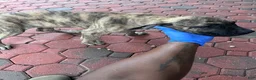 Presa Canario dogs for sale: Presa Canario 4 - Ad 5