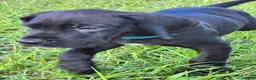 Great Dane dogs for sale: Black Male Blue Collar  - Ad 2