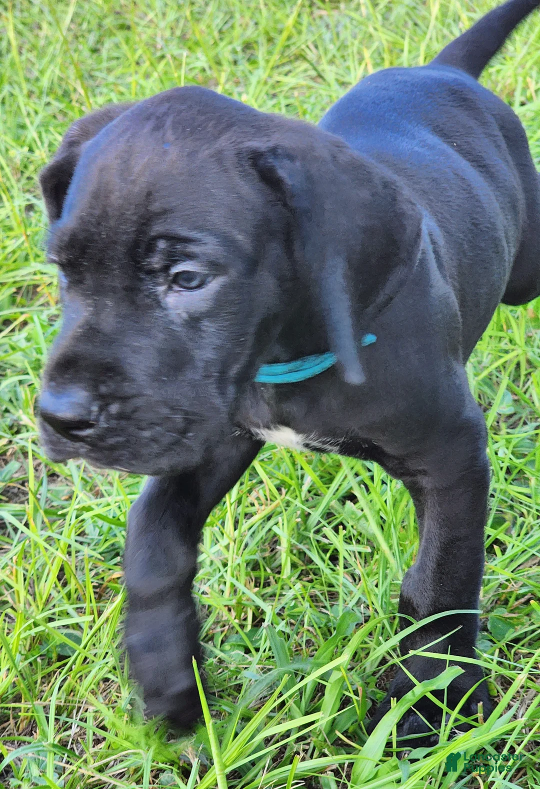 Great Dane dogs for sale: Black Male Blue Collar  - Ad 2