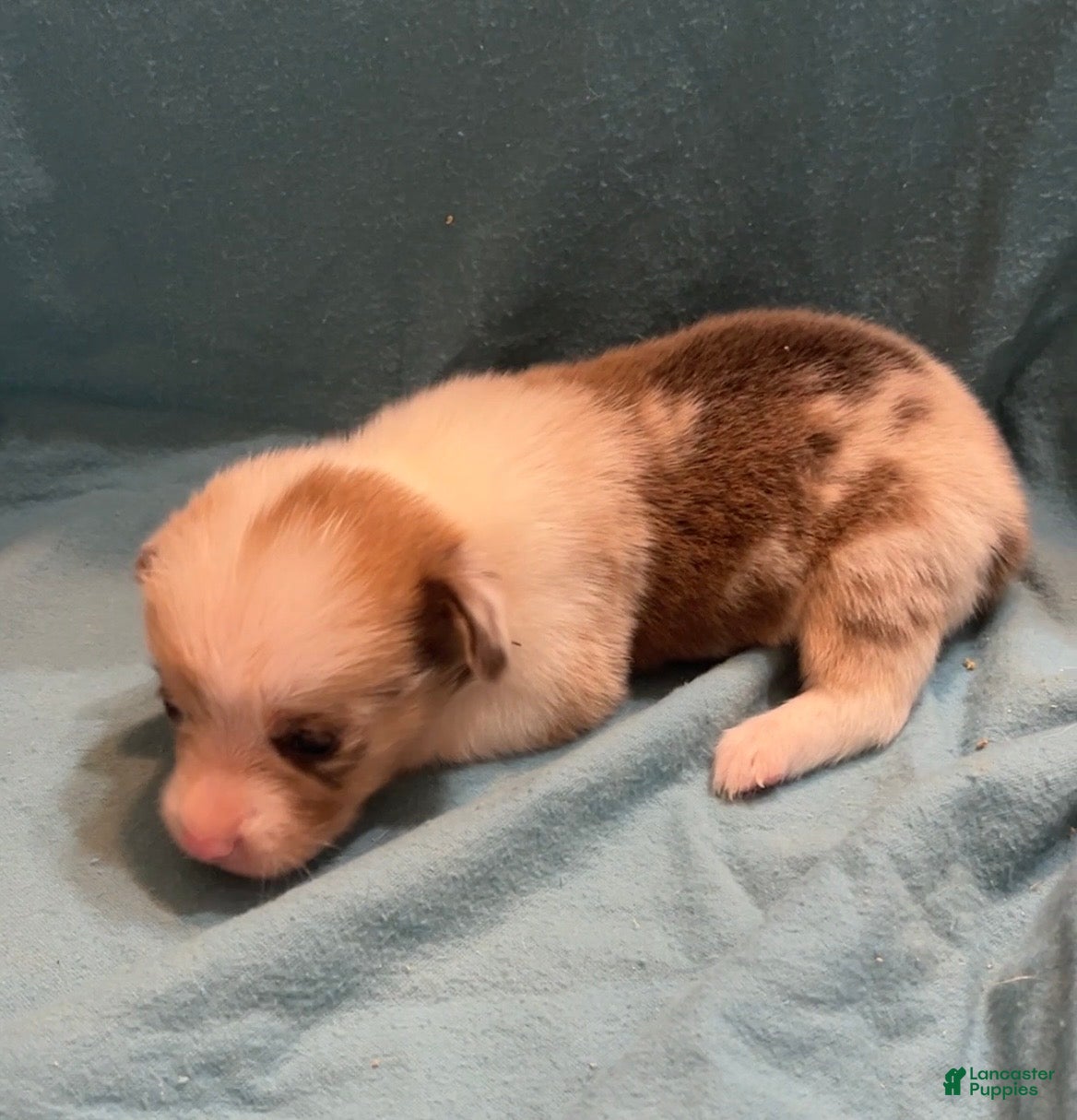 Welsh Corgi Pembroke dogs for sale: Welsh Corgi Pembroke Male - Ad 2