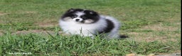 Pomeranian dogs for sale: Karter - Ad 17