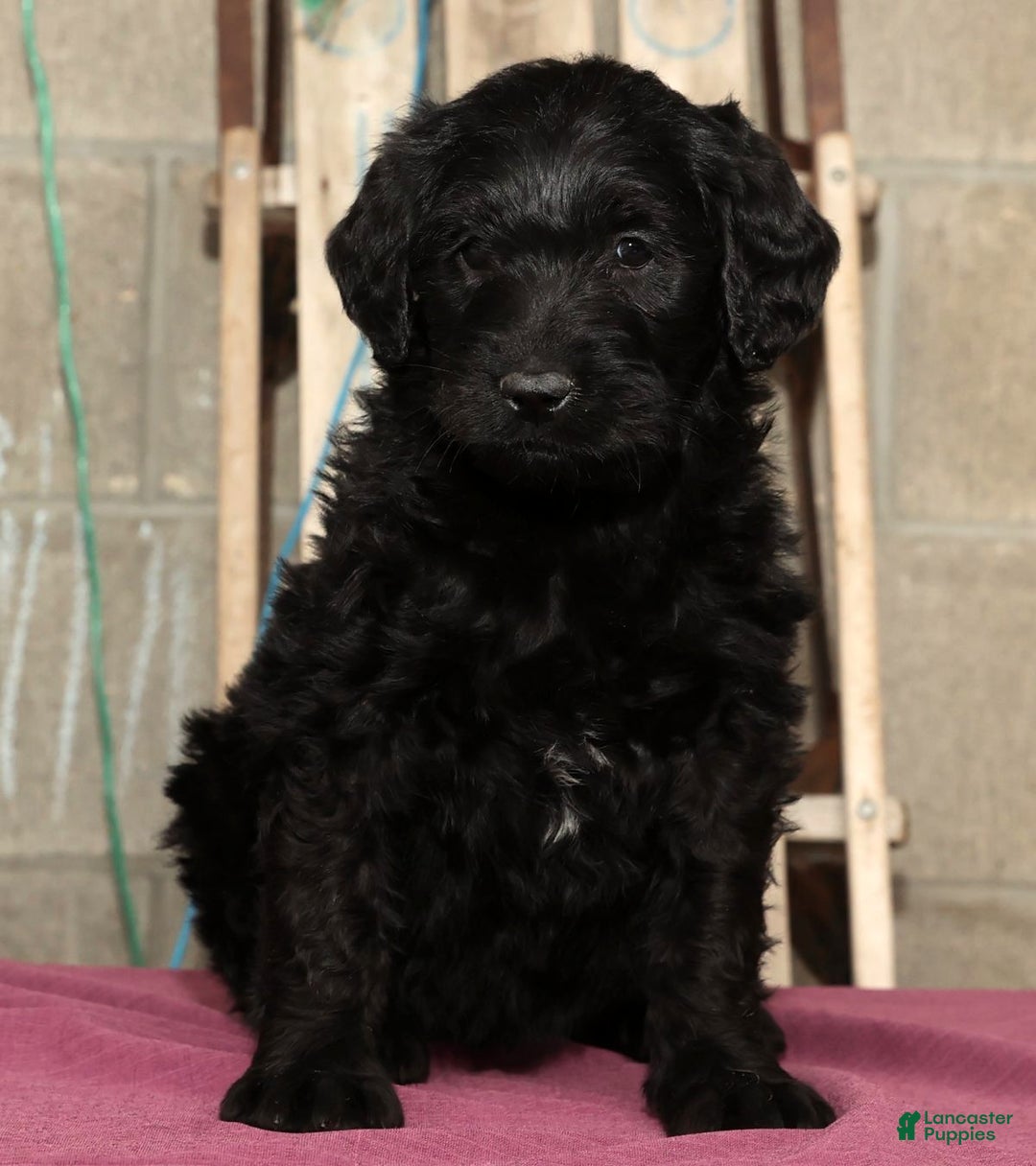 Labradoodle dogs for sale: Snickers - Ad 3